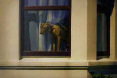 Dog in window - Barbro Paulsson Weaver