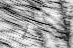 36_Snabb-som-vinden_Suzanne-Pedersen_Lekebergs-Fotoforening