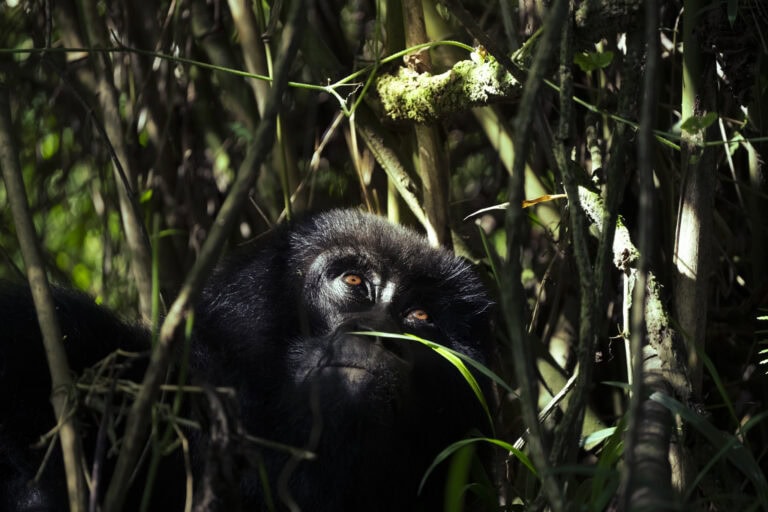 Gorilla